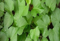 红薯叶可不可以生吃 怎么吃红薯叶