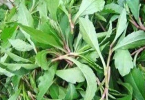 野生马兰头副作用是什么？