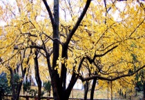 银杏树的管理多久？