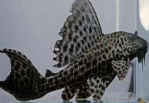 清道夫能和锦鲤混养吗？吃什么食物 能和什么鱼混养