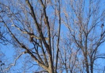 树枝可不可以种植 附树枝的扦插时间