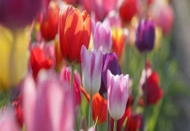 郁金香的功效和作用 可作药材使用