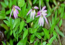 半边莲半枝莲的区别？ 科属、形态、产地、功效均不同