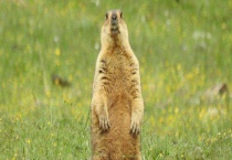 旱獭可以食用吗 主要栖息地在哪里 有哪些种类