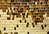 蜜蜂白头蛹用什么药 蜜蜂白头蛹怎么导致的