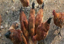 家禽和家畜的区别？ 附家禽和家畜的相同点