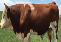 牛有几个胃 你知不知道