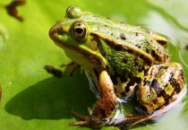 青蛙和癞蛤蟆的区别？