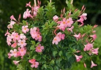 飘香藤冻死了能发芽吗？