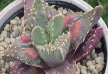 红怒涛的养殖多久？