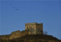 雁群的领头雁叫什么？