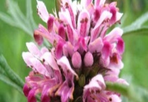 益母草种子价格及种植方法 附益母草的播种多久？