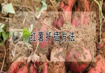 红薯扦插多久？