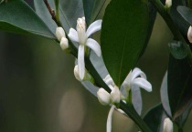 金桔开花了能施肥吗？