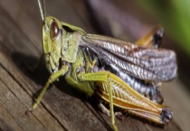 蝗虫的天敌是什么？蝗虫有哪些种类