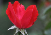 月季花头耷拉怎么办？