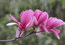 二乔玉兰与紫玉兰的区别？