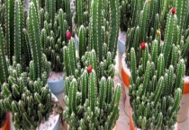 万重山烂根怎么办 附烂根的原因？