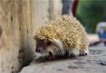 刺猬吃老鼠吗？