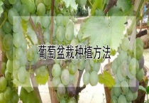 葡萄盆栽种植多久？