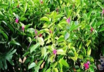 平安树烂根怎么办 附烂根的原因？