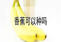香蕉可以种吗？