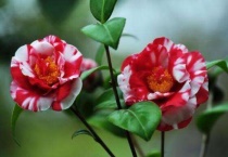 山茶花花蕾期怎么浇水