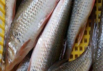 鲮鱼的生活习性及特点 繁殖期是什么时候