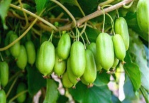 奇异莓是杂交品种吗？