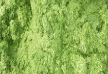 自制益生菌生物饲草配方有哪些方案 附详细介绍