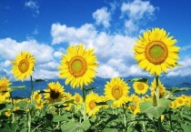 向日葵每天都会转头吗？