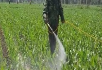 毒死蜱的使用方法 有以下九种多久？