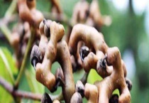 鸡爪梨是什么东西？鸡爪梨果实利用价值高