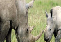 犀牛鸟和犀牛什么关系？附常见犀牛鸟种类