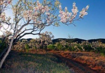 文冠树有什么用处