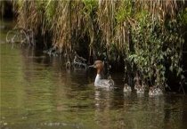 养殖番鸭要备什么药