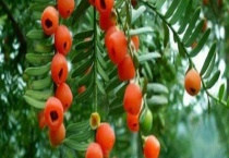 红豆杉结果需要几年 红豆杉的作用