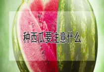 种西瓜要注意什么？