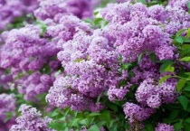 小叶丁香和紫丁香区别？