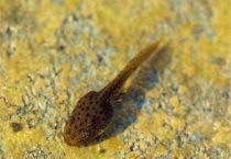 抓来的蝌蚪怎么养