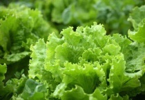 喜阴的蔬菜有哪些？