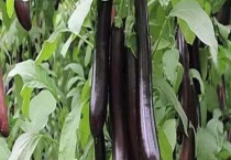 茄子种子多少钱一包？附种植多久？
