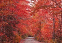 元宝枫五角枫哪个贵