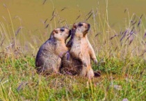 旱獭是什么动物