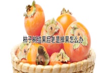 柿子树结果后老是掉果怎么办？