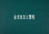 金龙鱼怎么繁殖