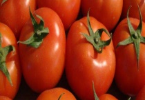 西红柿产地在哪里 西红柿的产地环境