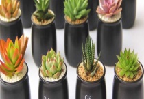 挑选品质好、健康的盆栽植物有哪些方法 有哪些注意事项