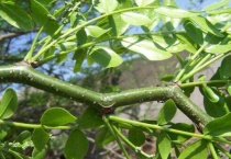 黄芽树为什么这么贵