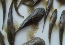 沙塘鳢一年可以长多大 沙塘鳢介绍